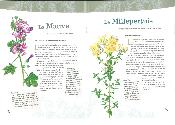 VERTUS DES PLANTES MÉDICINALES DE PROVENCE